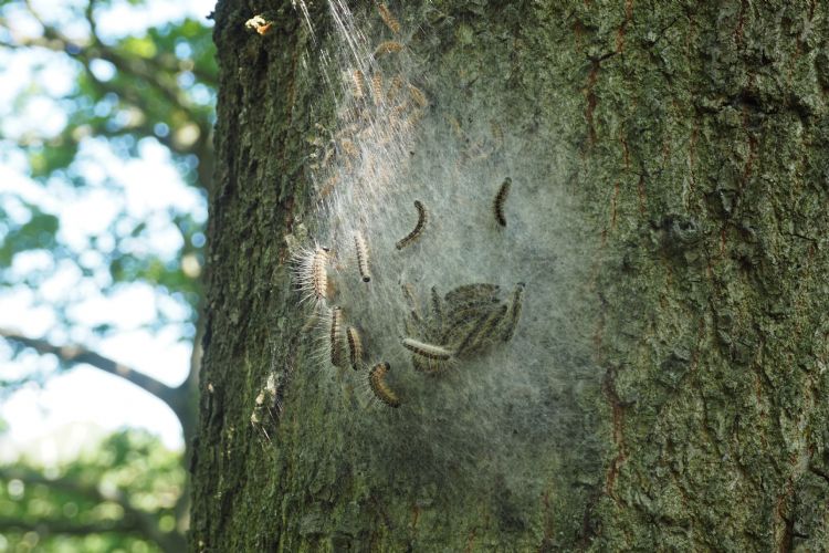 Eikenprocessierupsen na vierde vervelling in nog betrekkelijk platte nesten Eikenprocessierupsen na vierde vervelling in nog betrekkelijk platte nesten