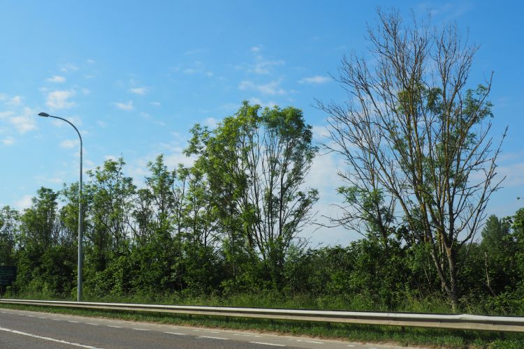 Essentaksterfte aan de N229 te Holsbeek Essentaksterfte aan de N229 te Holsbeek