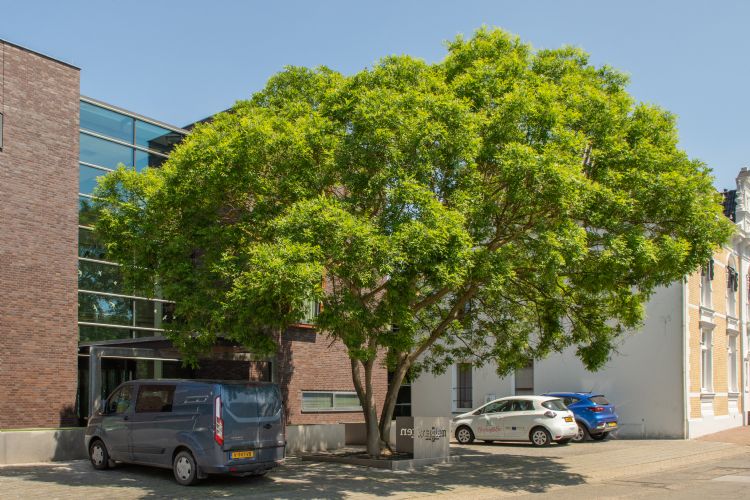 Bestrating en bebouwing hebben veel invloed op het lokale klimaat. Hier Styphnolobium japonicum in Herten, Limburg Bestrating en bebouwing hebben veel invloed op het lokale klimaat. Hier Styphnolobium japonicum in Herten, Limburg