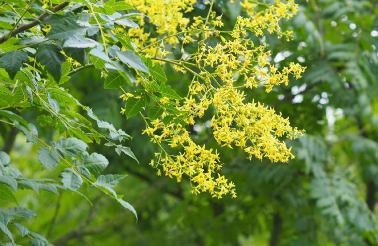 Bloeiwijze van Koelreutera Bloeiwijze van Koelreutera