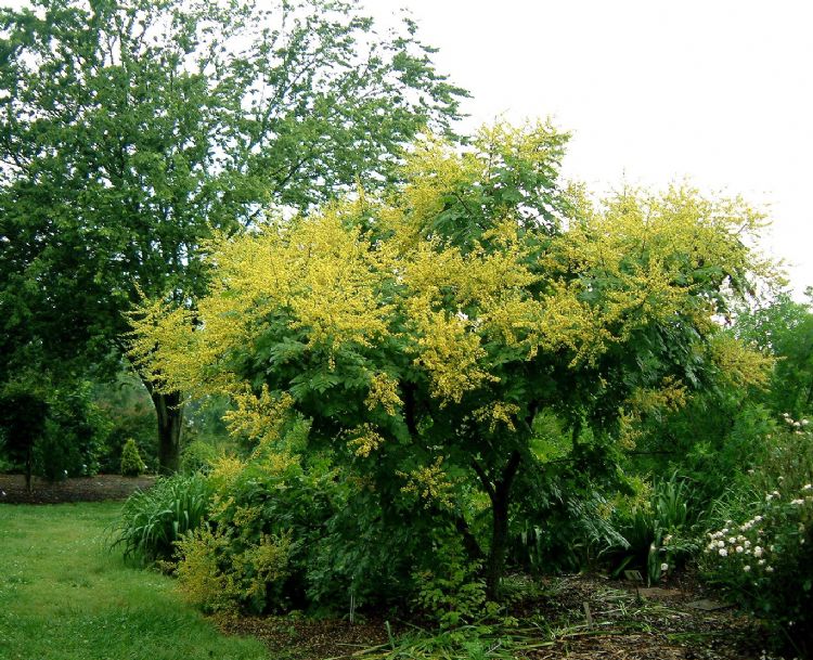 Koelreuteria paniculata 'Beach Master' Koelreuteria paniculata 'Beach Master'