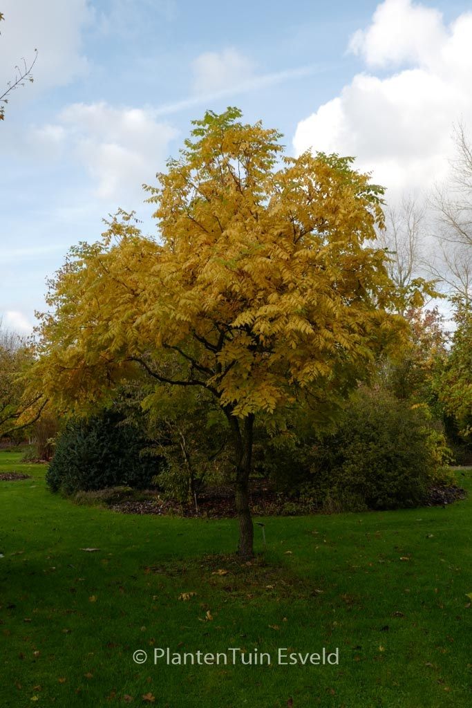 Koelreuteria paniculata 'Coral Sun' Koelreuteria paniculata 'Coral Sun'