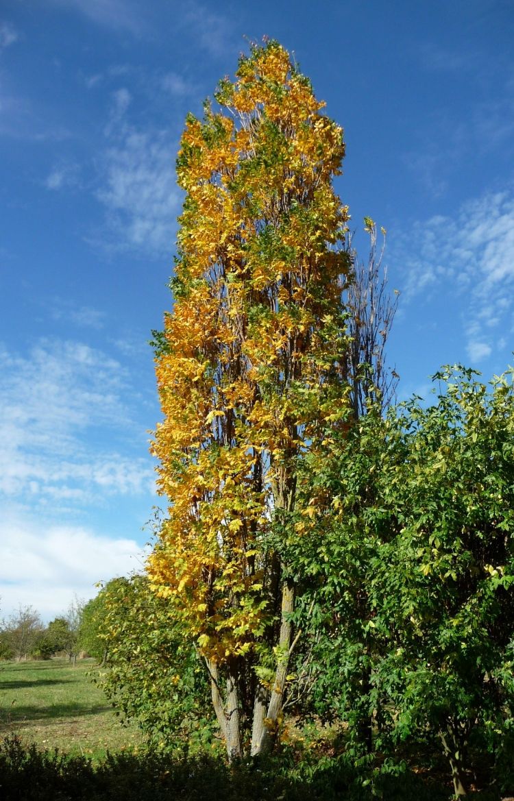 Koelreuteria paniculata 'Fastigiata' Koelreuteria paniculata 'Fastigiata'