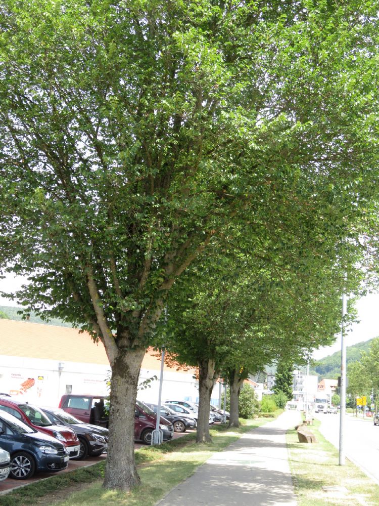 Iepen van ongeveer 20 jaar oud, foto uit 2017. Foto: Peter Klug