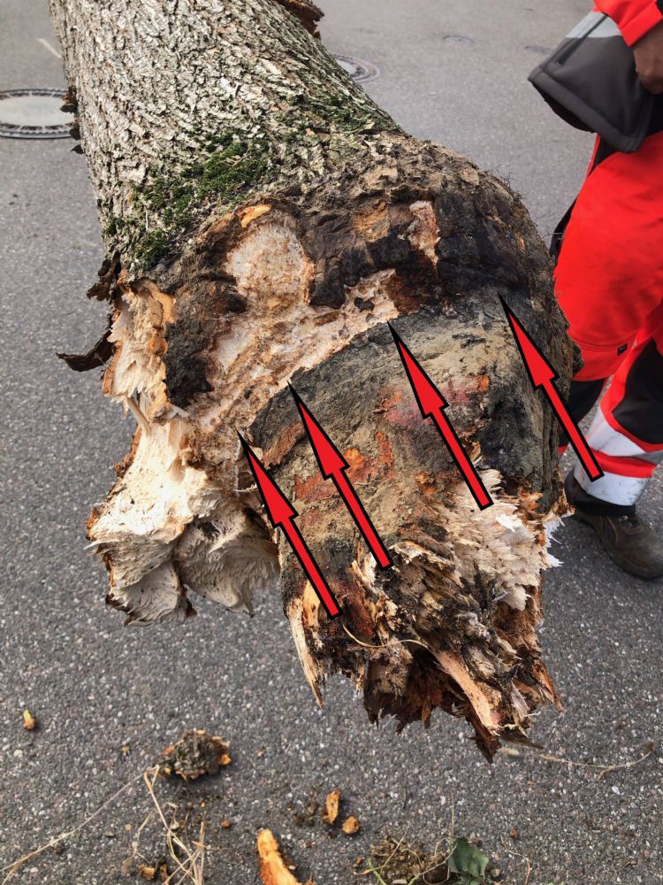 Op deze foto is het kreupelhout van de basis met de ontbinding door houtrot te zien; de afgescheurde steunwortels hebben zich ontwikkeld vanuit de snelgroeiende hybride vorm. Foto: Blattwald Stülpnagel Op deze foto is het kreupelhout van de basis met de ontbinding door houtrot te zien; de afgescheurde steunwortels hebben zich ontwikkeld vanuit de snelgroeiende hybride vorm. Foto: Blattwald Stülpnagel