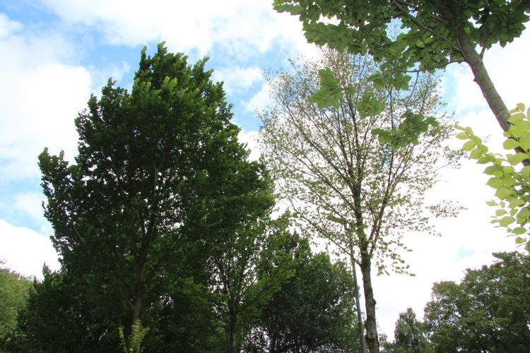 Een besmette en een gezonde iep, pal naast elkaar Een besmette en een gezonde iep, pal naast elkaar