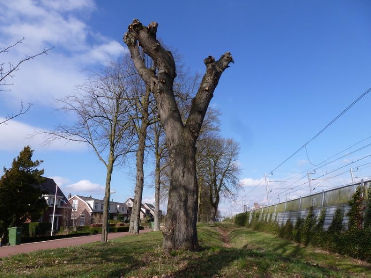 Hoe het wat betreft een Tilia stellata NIET moet... Hoe het wat betreft een Tilia stellata NIET moet...