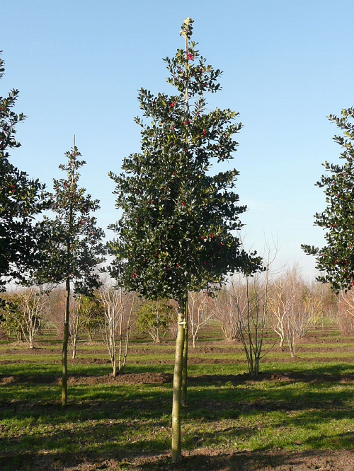 <i>Ilex aquifolium</i> 'J.C. van Tol', hoogstam <i>Ilex aquifolium</i> 'J.C. van Tol', hoogstam