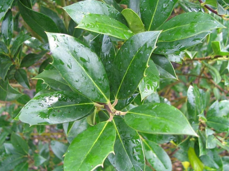 <i>Ilex aquifolium</i> 'Siberia' <i>Ilex aquifolium</i> 'Siberia'