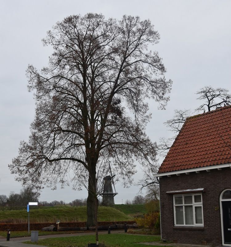 De markante linde staat net buiten de vestingwerken van Woudrichem. De markante linde staat net buiten de vestingwerken van Woudrichem.
