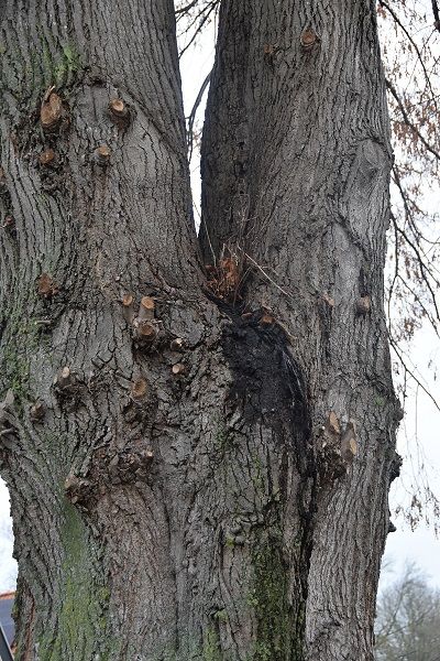 Vanwege deze plakoksel voorzag de gemeente deze boom van een dynamisch kroonanker. Vanwege deze plakoksel voorzag de gemeente deze boom van een dynamisch kroonanker.
