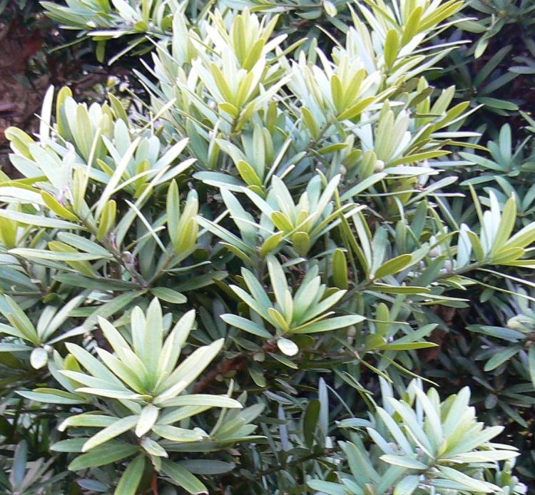 <i>Podocarpus latifolius</i>, loof