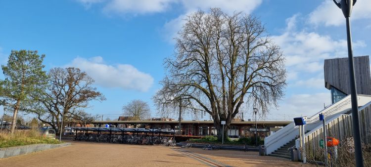 Kastanje op station Dieren, met ernaast een eik Kastanje op station Dieren, met ernaast een eik
