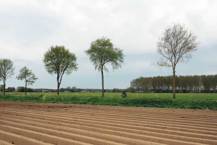 Eiken in landbouwgebied hebben de voorkeur. Eiken in landbouwgebied hebben de voorkeur.