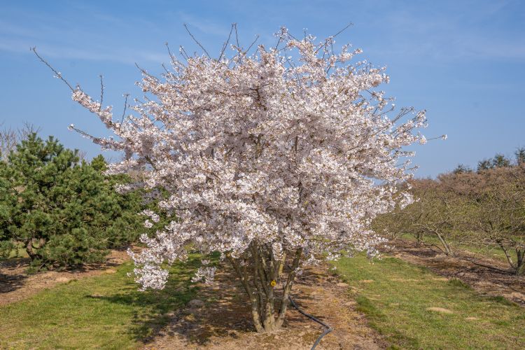 <i>Prunus yedoensis</i> <i>Prunus yedoensis</i>