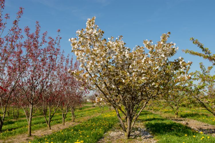 <i>Prunus serrulata</i> 'Taihaku' <i>Prunus serrulata</i> 'Taihaku'