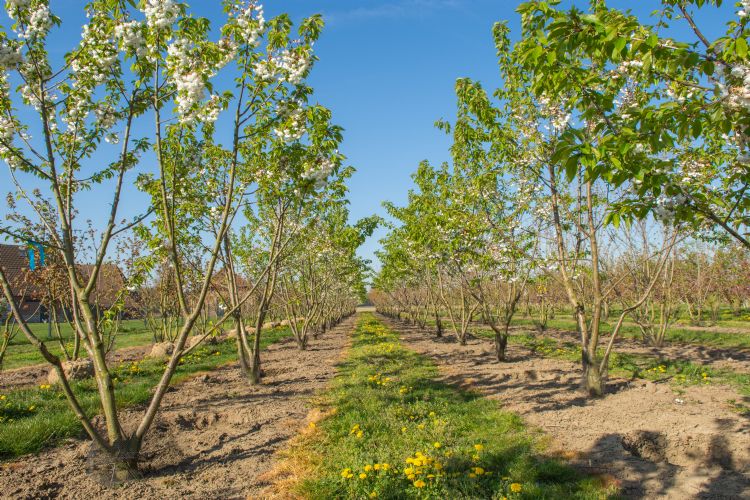 <i>Prunus avium</i> 'Plena' <i>Prunus avium</i> 'Plena'