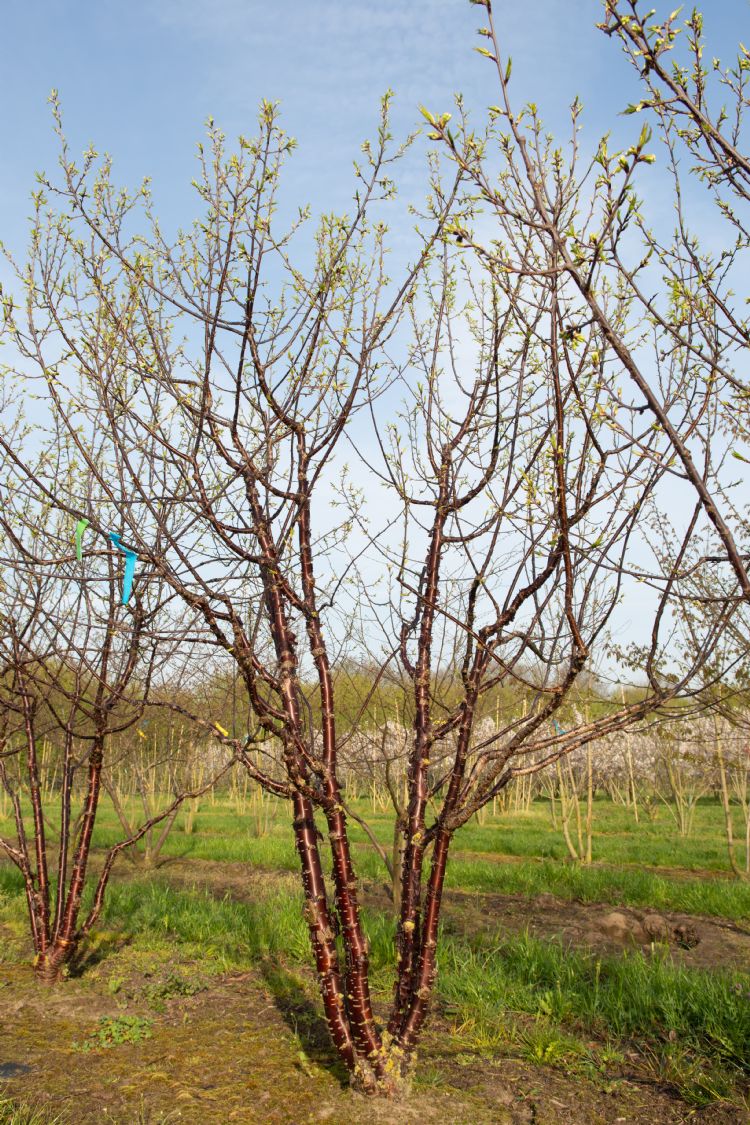 <i>Prunus serrula</i> <i>Prunus serrula</i>