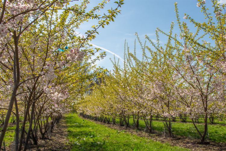 <i>Prunus subhirtella</i> 'Autumnalis Rosea' <i>Prunus subhirtella</i> 'Autumnalis Rosea'