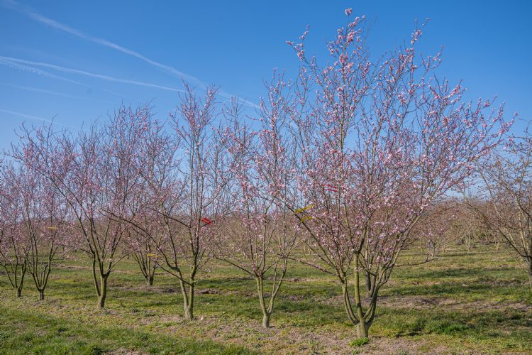 <i>Prunus ceracifera</i> 'Nigra' <i>Prunus ceracifera</i> 'Nigra'