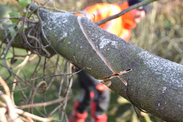 Deze zaagsnede werd geoefend. Deze zaagsnede werd geoefend.