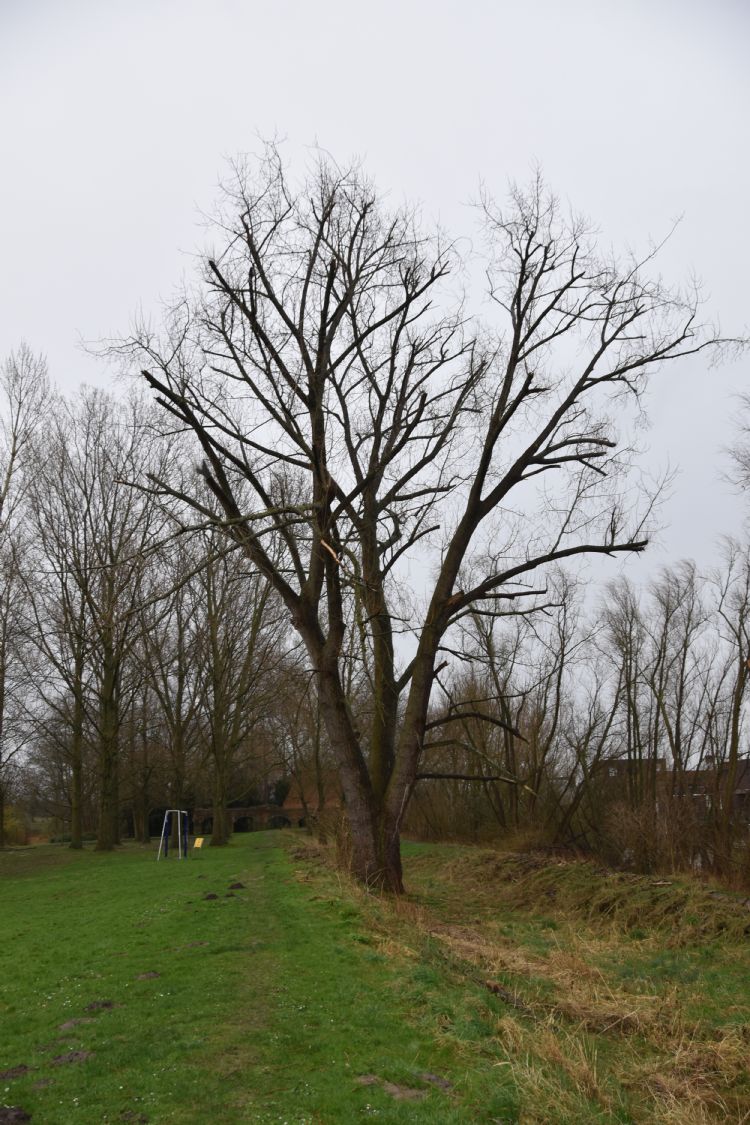 De 90 jaar oude, met breuksnoei behandelde 'Wantijpopulieren' staan er na één jaar florissant bij. De 90 jaar oude, met breuksnoei behandelde 'Wantijpopulieren' staan er na één jaar florissant bij.