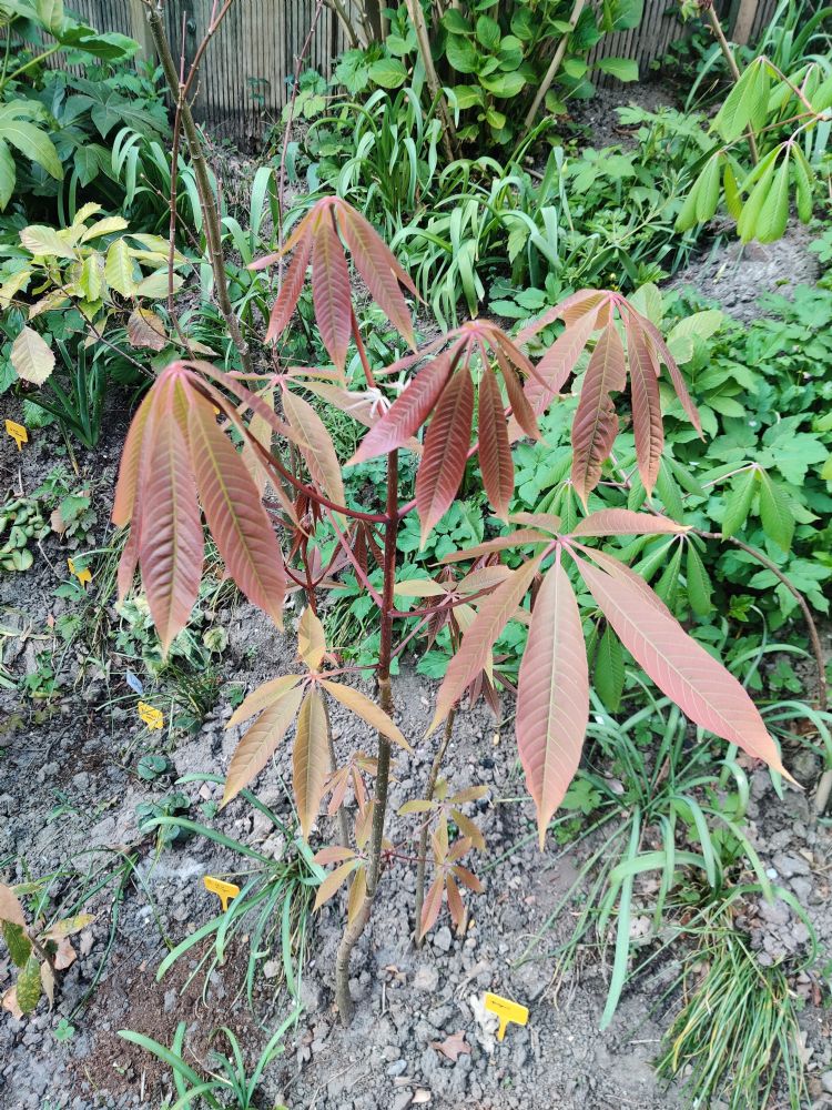 <i>Aesculus wilsonij</i> (Chinese paardenkastanje) <i>Aesculus wilsonij</i> (Chinese paardenkastanje)
