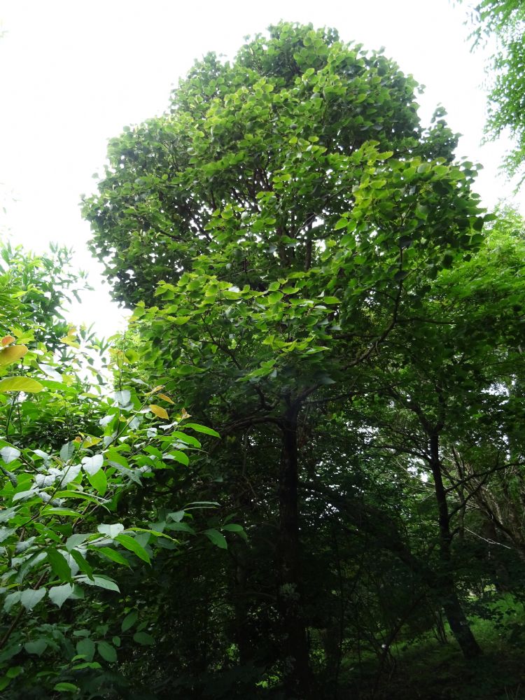 <i>Tilia henryana</i> <i>Tilia henryana</i>