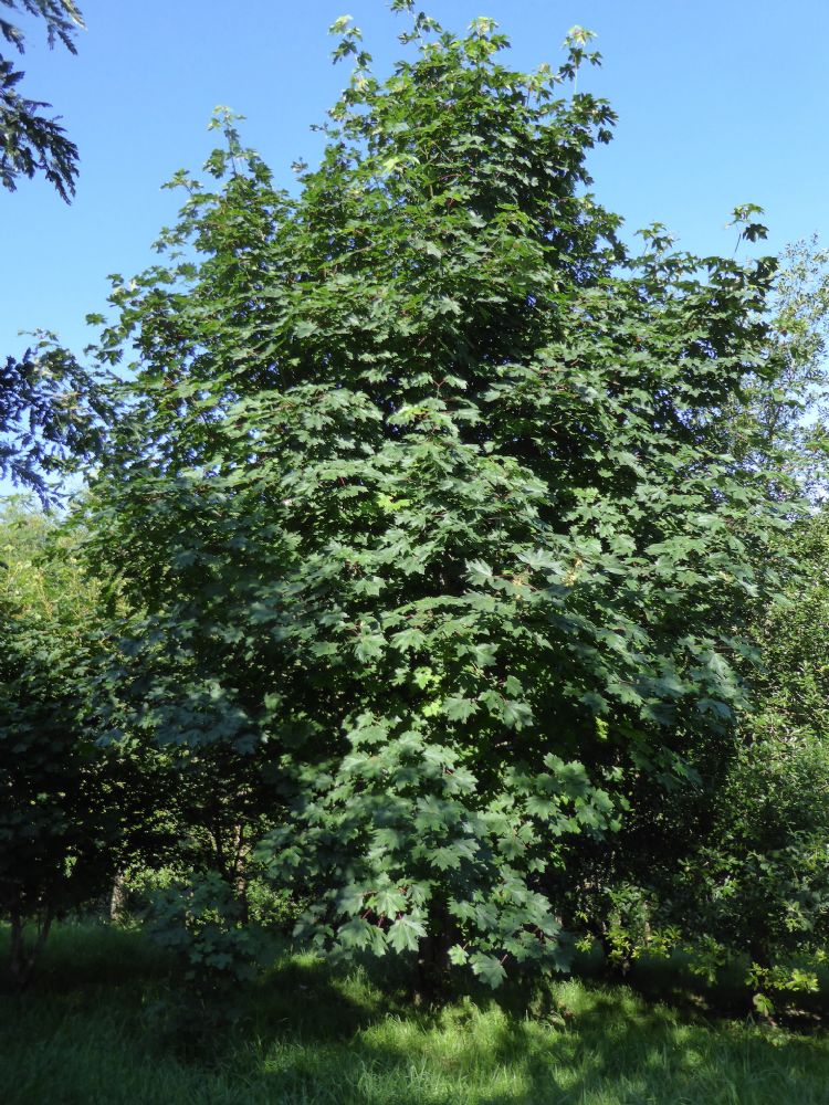 <i>Acer macrophyllum</i> (grootbladige esdoorn) in het groen <i>Acer macrophyllum</i> (grootbladige esdoorn) in het groen
