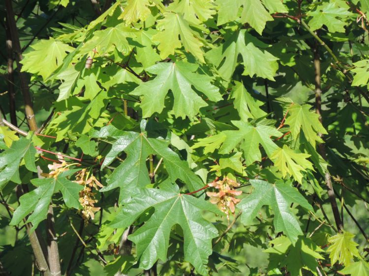 De boom heet niet voor niets de grootbladige esdoorn De boom heet niet voor niets de grootbladige esdoorn