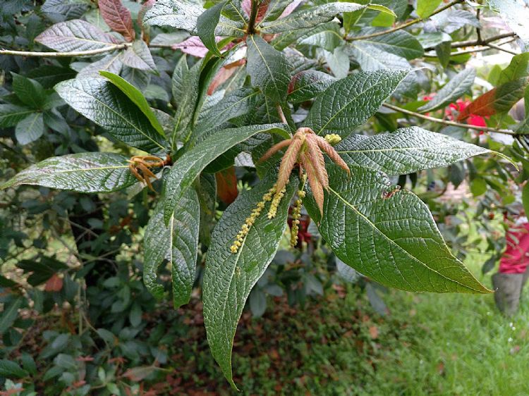Het diep generfde blad Het diep generfde blad
