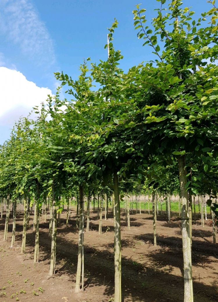 <i>Carpinus betulus</i> <i>Carpinus betulus</i>