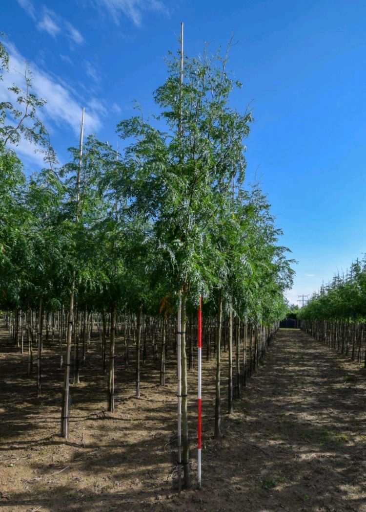 <i>Gleditsia triacanthos</i> 'Skyline' <i>Gleditsia triacanthos</i> 'Skyline'