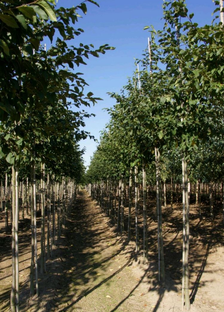 <i>Ostrya carpinifolia</i> <i>Ostrya carpinifolia</i>