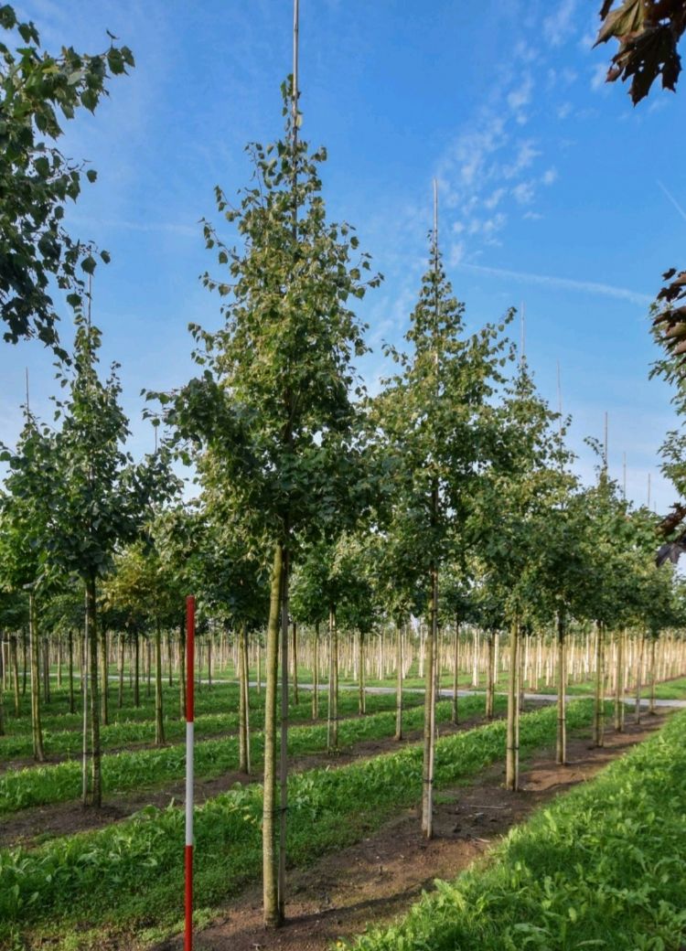 <i>Tilia mongolica</i> <i>Tilia mongolica</i>