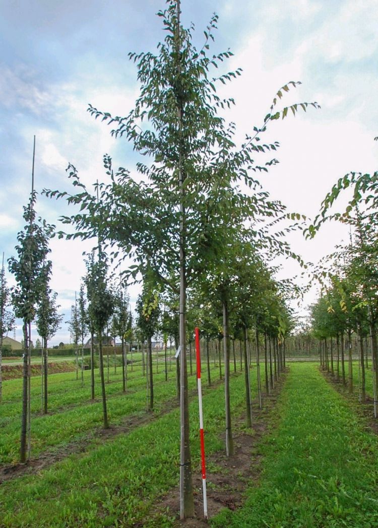 <i>Zelkova serrata</i> <i>Zelkova serrata</i>