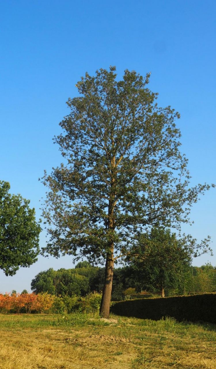 <i>Quercus cerris</i> 'Marvellous' <i>Quercus cerris</i> 'Marvellous'