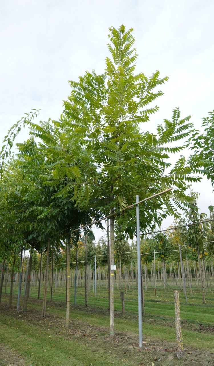 <i>Carya illinoinensis</i> <i>Carya illinoinensis</i>