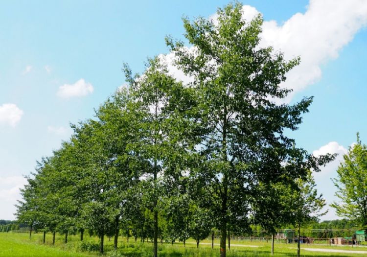 Alnus x spaethii</i> 'Spaeth' Alnus x spaethii</i> 'Spaeth'