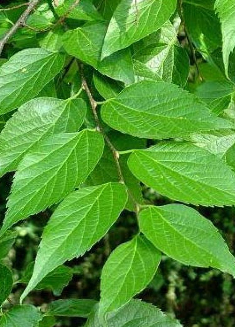 <i>Celtis occidentalis</i> <i>Celtis occidentalis</i>