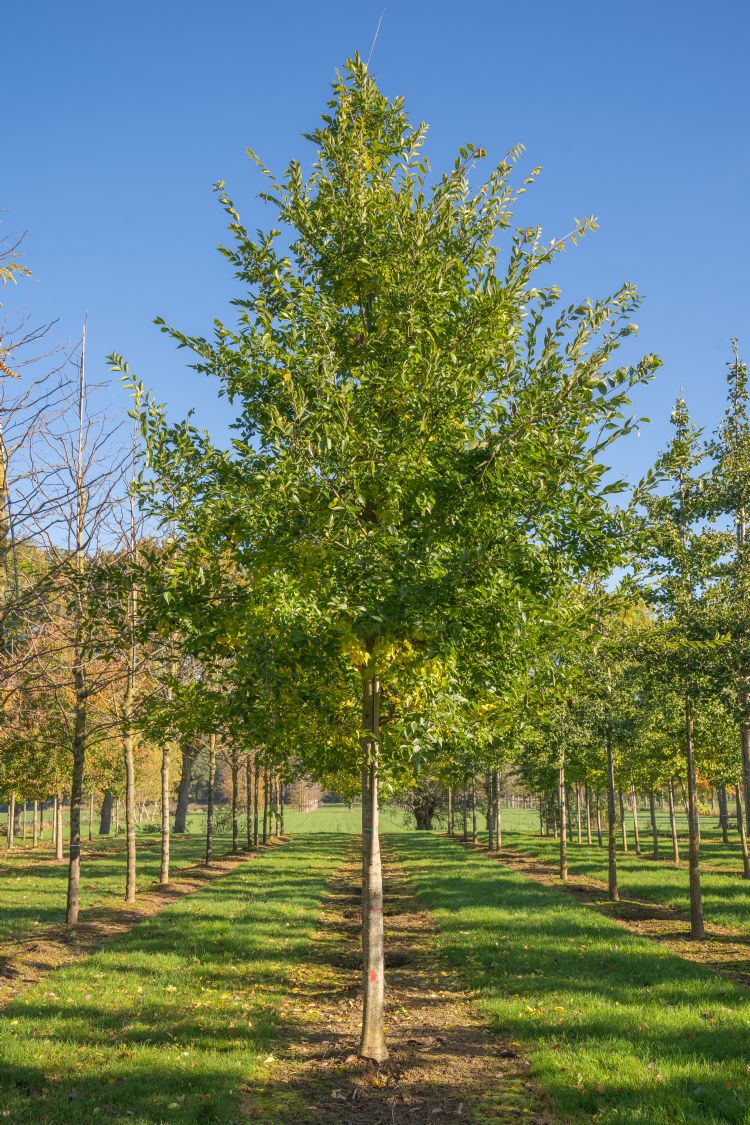 <i>Celtis sinensis</i> <i>Celtis sinensis</i>