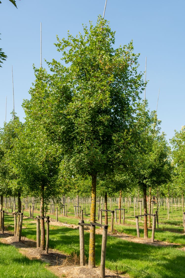 <i>Acer monspessulanum</i> <i>Acer monspessulanum</i>