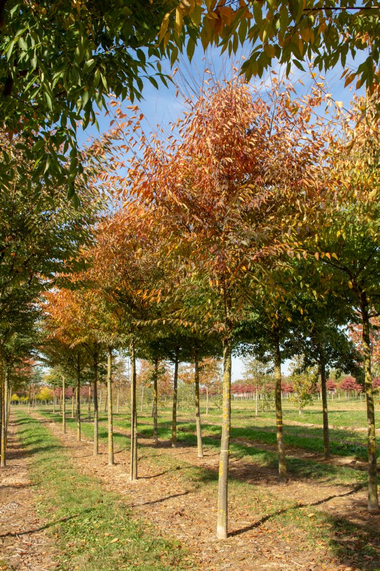 <i>Zelkova serrata</i> <i>Zelkova serrata</i>