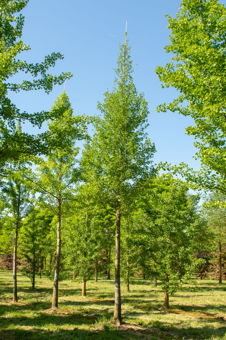 <i>Ginkgo biloba</i> <i>Ginkgo biloba</i>