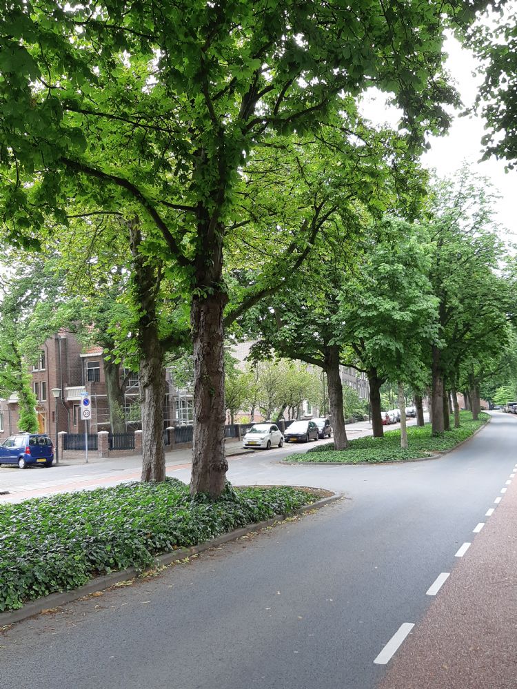 Een dubbele rij paardenkastanjes op de middenberm van de Julianasingel Een dubbele rij paardenkastanjes op de middenberm van de Julianasingel