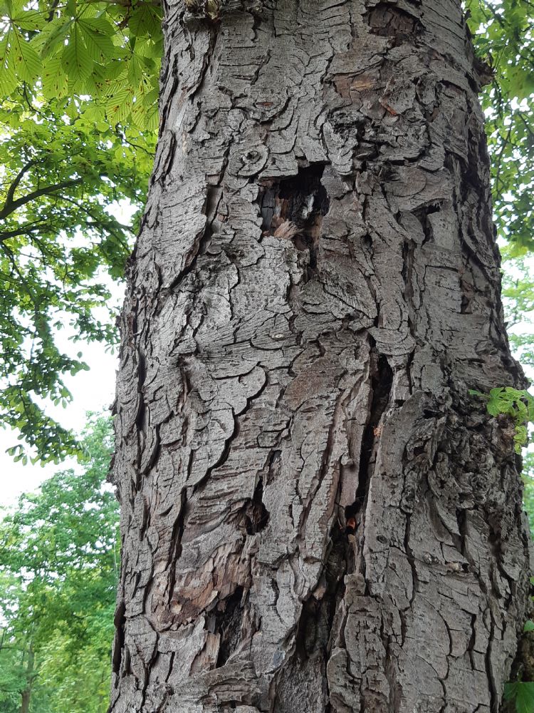 'Ik zie in elk geval geen nieuwe plekken van de kastanjebloedingsziekte' 'Ik zie in elk geval geen nieuwe plekken van de kastanjebloedingsziekte'
