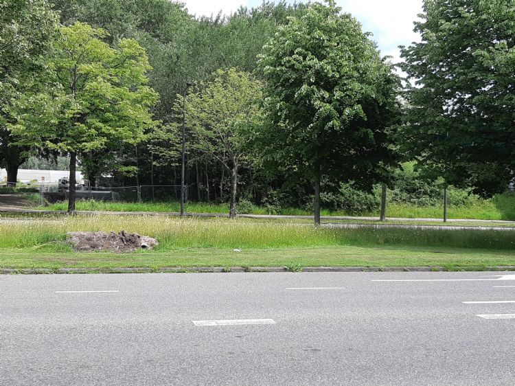 De lege plek aan de Holysingel waar een boom werd geveld door storm De lege plek aan de Holysingel waar een boom werd geveld door storm