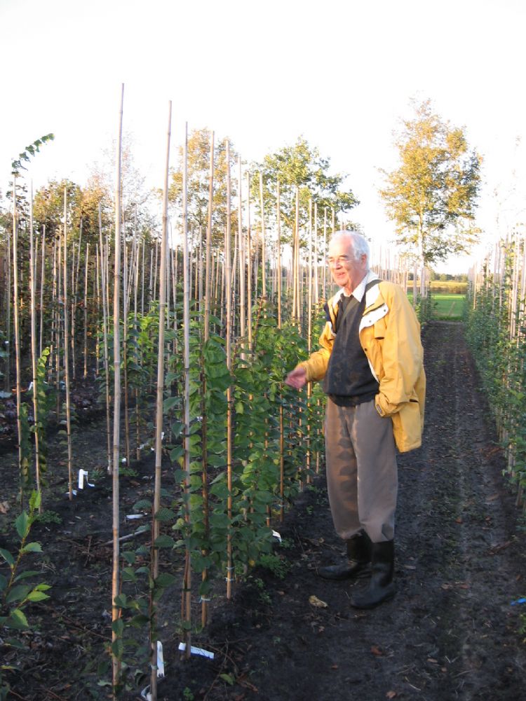 Hans Heybroek met Ulmus hollandica 'Bea Schwarz' Hans Heybroek met Ulmus hollandica 'Bea Schwarz'
