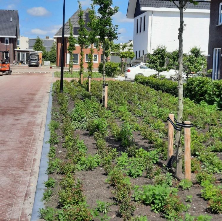 Aanplant van jonge bomen in een nieuwe wijk