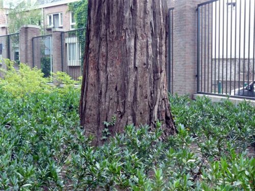 Stam van de mammoetboom Stam van de mammoetboom